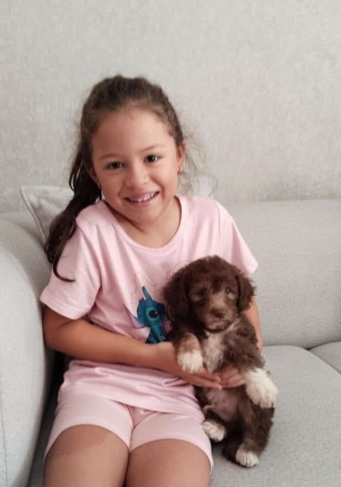 Familia feliz recibiendo su cachorro Maltipoo chocolate de raza pequeña en Bucaramanga por AmoraPets Colombia