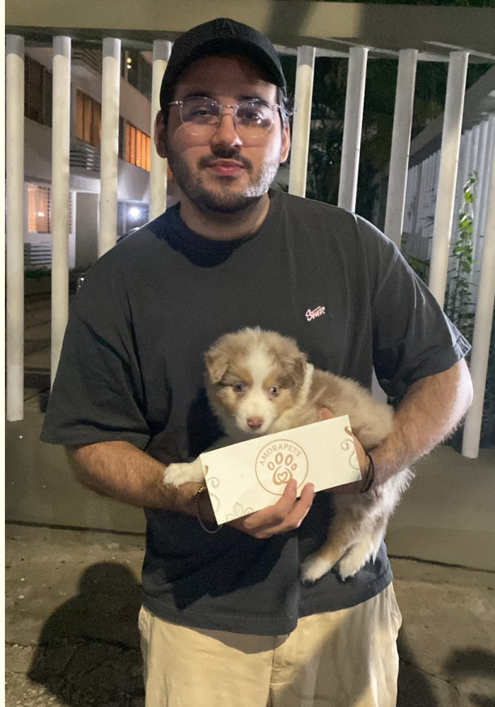 Cliente feliz recibiendo su cachorro Pastor Ovejero Australiano red merle de raza grande en Colombia por AmoraPets