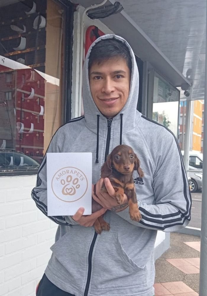 Familia feliz recibiendo su cachorro Teckel chocolate y fuego de pelo largo de AmoraPets en Colombia