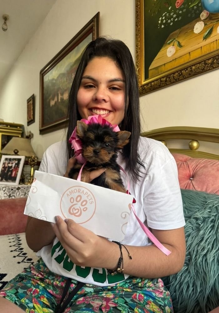 Familia feliz recibiendo su cachorro Yorkshire Terrier de AmoraPets en Colombia