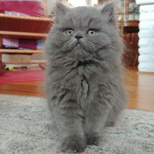 Gato Persa azul (blue) gris pizarra de raza pura en AmoraPets Colombia