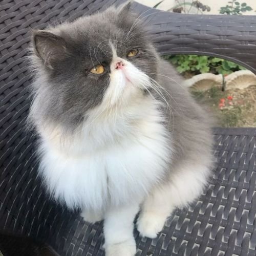 Gato Persa bicolor de raza pura en AmoraPets Colombia