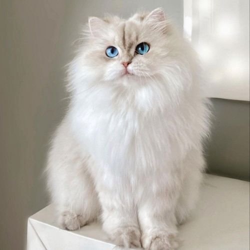 Gato Persa blanco de raza pura con ojos azules en AmoraPets Colombia