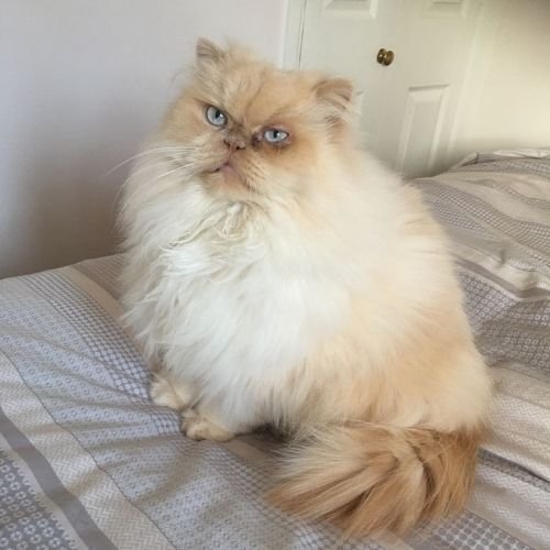 Gato Persa color crema de raza pura en AmoraPets Colombia