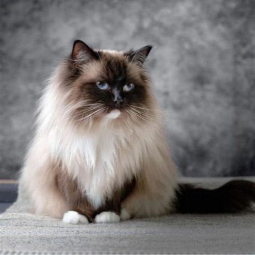 Gato Persa himalayo colorpoint de raza pura en AmoraPets Colombia