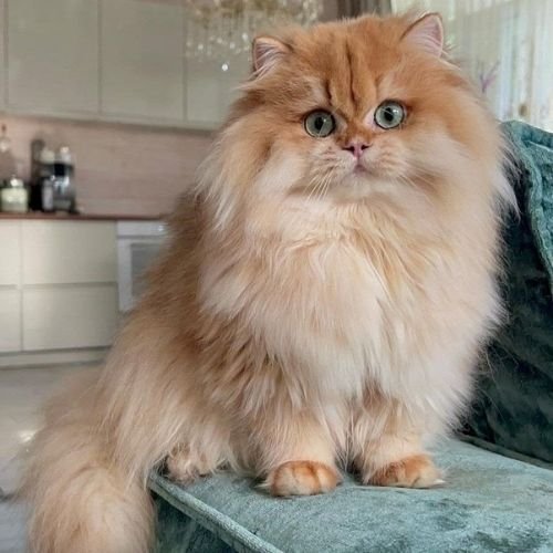 Gato Persa naranja de raza pura en AmoraPets Colombia