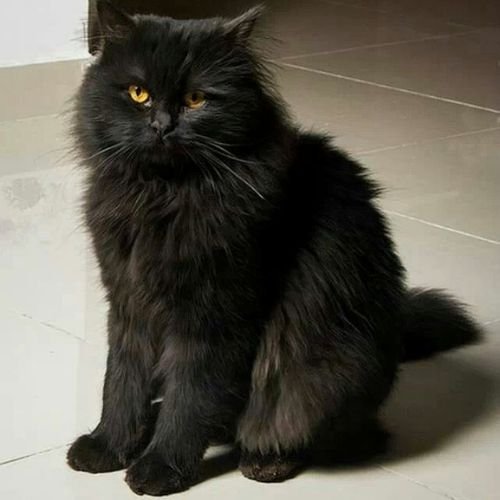 Gato Persa negro sólido de raza pura en AmoraPets Colombia