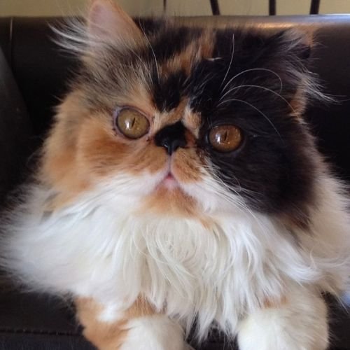 Gato Persa tricolor calico de raza pura en AmoraPets Colombia