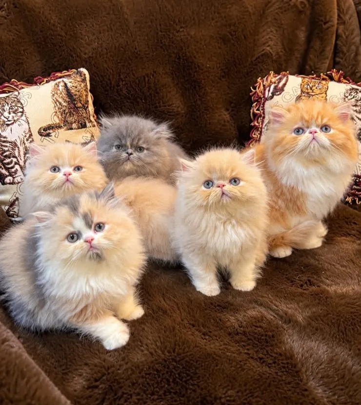 Camada de gatitos Persa blue, crema, bicolor y carey de AmoraPets