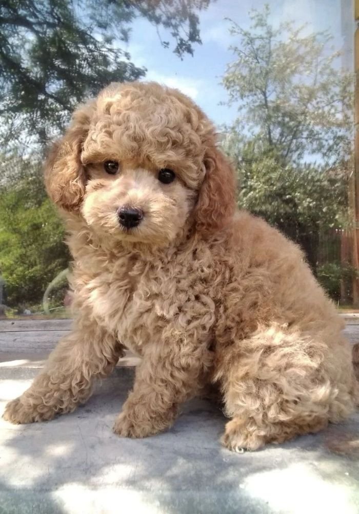 Cachorro Caniche apricot (champagne o color miel) de raza pura en venta en AmoraPets Cali, Colombia
