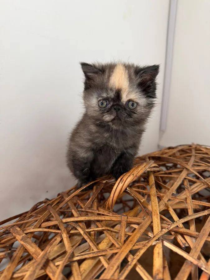 Gatito Persa carey (tortuga) de AmoraPets