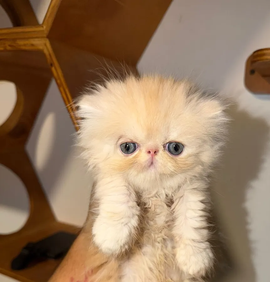 Gatito Persa crema de ojos azules de AmoraPets