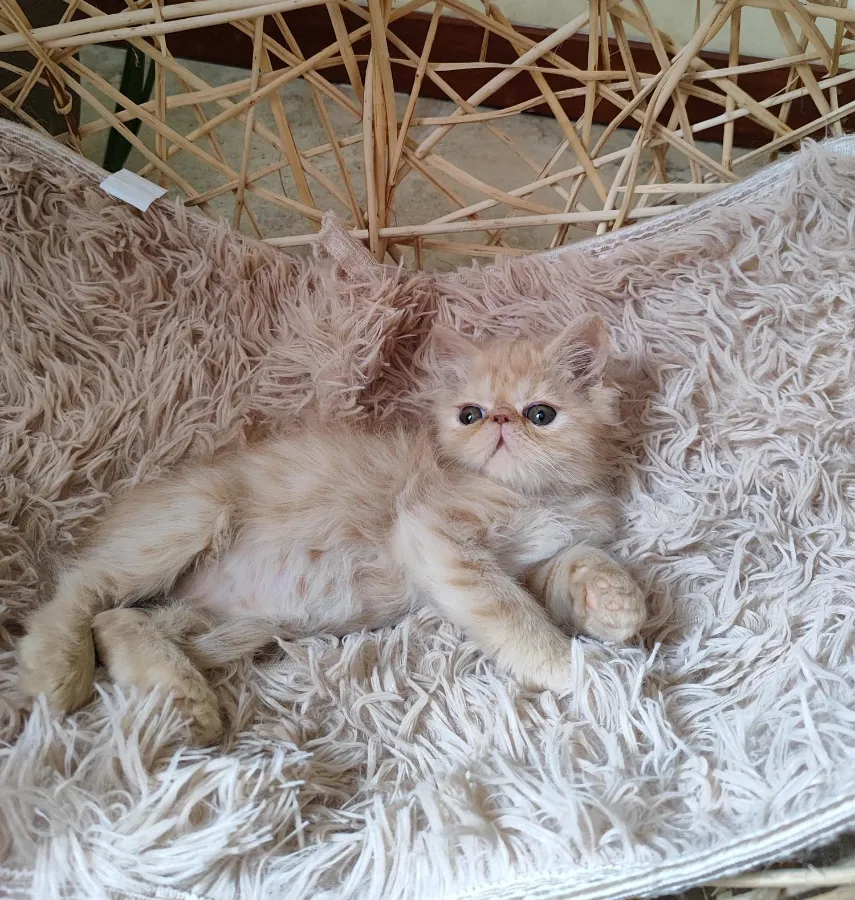 Gatito Persa crema tabby de AmoraPets