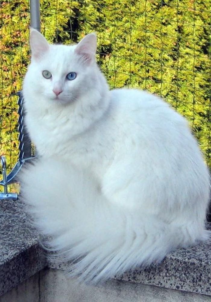 Gatito Angora Turco blanco de raza pura en AmoraPets