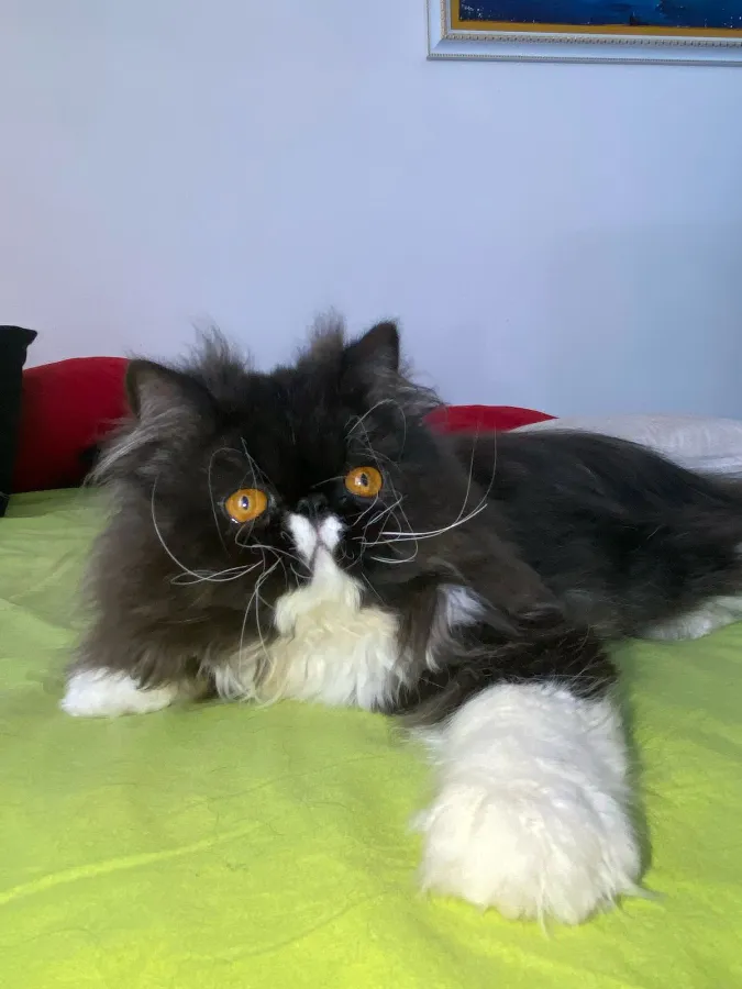 Gato Persa bicolor negro y blanco de AmoraPets