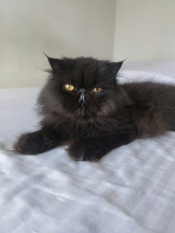 Gato Persa negro de AmoraPets