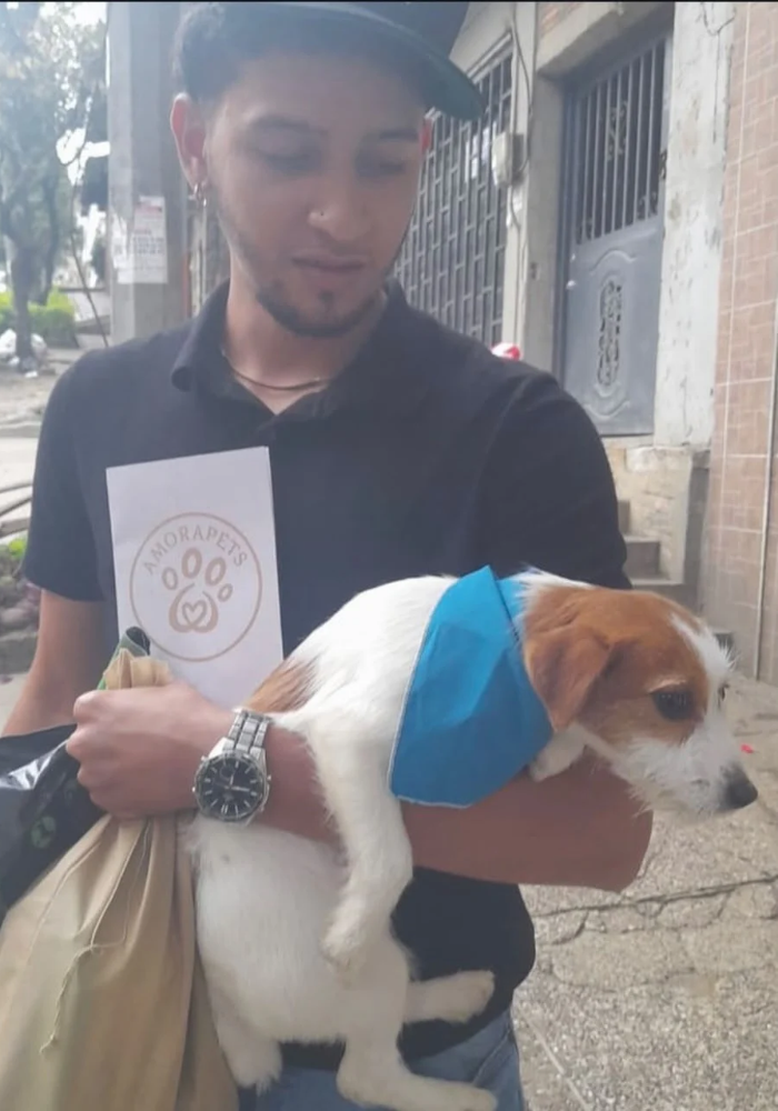 Cachorro Jack Russell Terrier de raza pura en AmoraPets