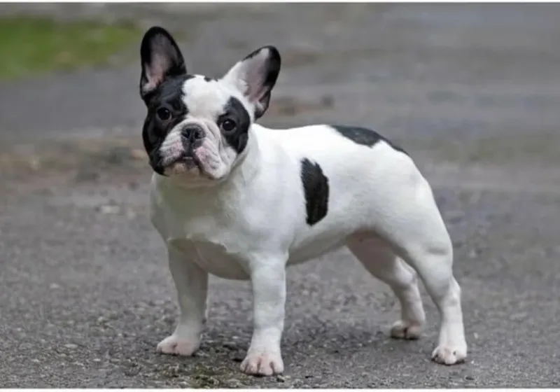 Cachorros para Navidad Cachorro Bulldog Francés de raza pura para Navidad en AmoraPets Colombia