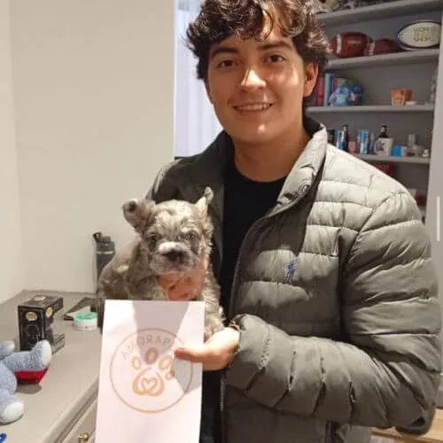 Cachorros para Navidad Familia feliz recibiendo su cachorro Bulldog Francés Fluffy de AmoraPets en Colombia