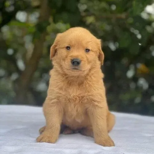 Cachorros para Navidad Cachorro Golden Retriever de raza pura para Navidad en AmoraPets Colombia