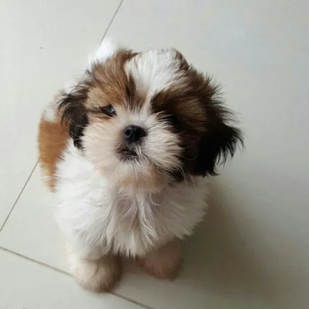 Cachorros para Navidad Cachorro Shih Tzu de raza pura para Navidad en AmoraPets Colombia